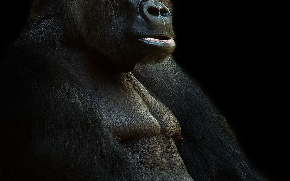 Tabakta taze bir protein barı